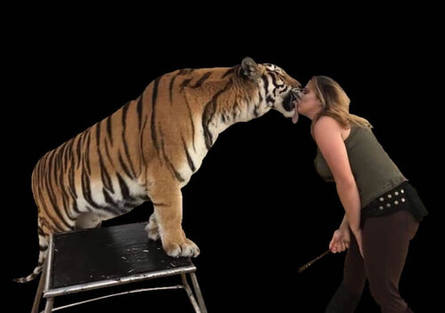 Tiger Encounter Image #1